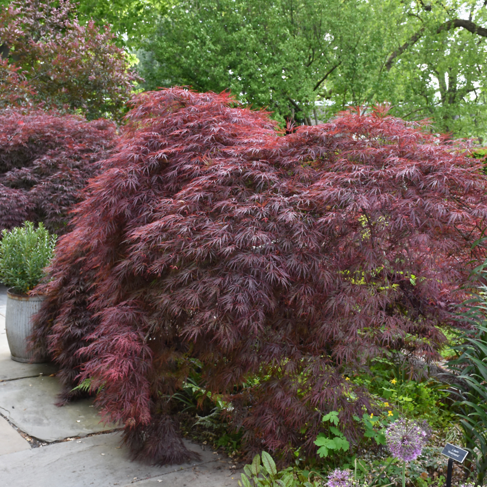Crimson Queen Japanese Maple - Image 2