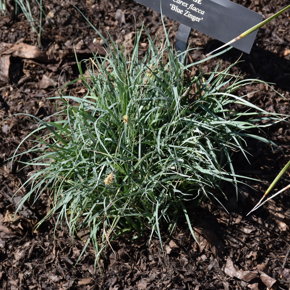 Blue Zinger Blue Sedge