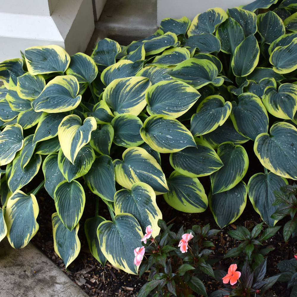 First Frost Hosta - Image 3