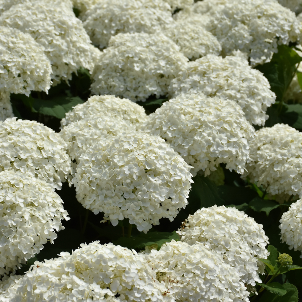 Incrediball Hydrangea