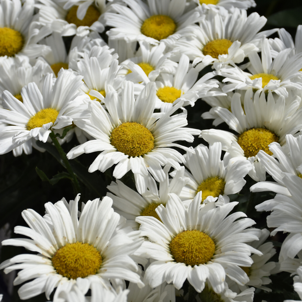 Daisy May Shasta Daisy