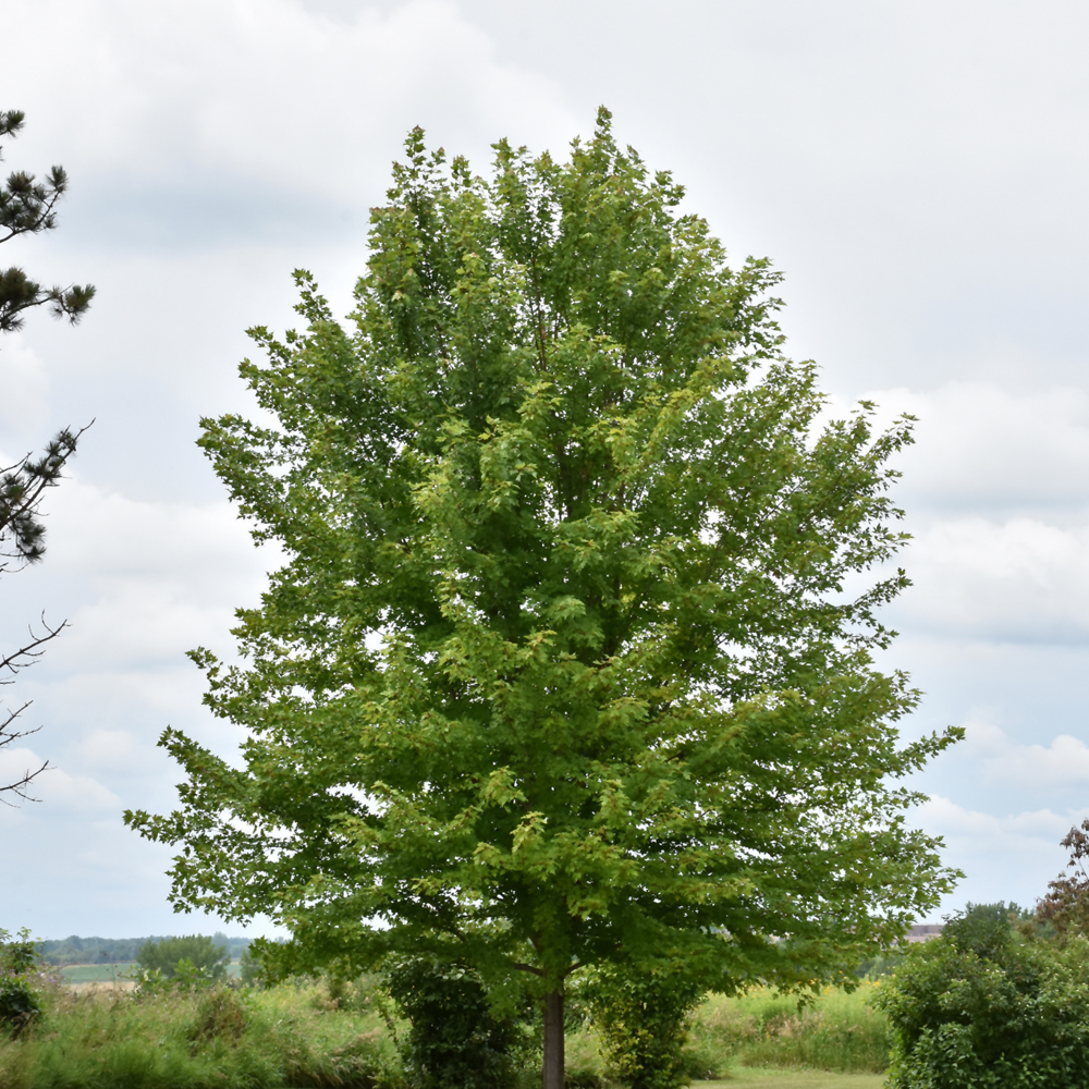 Autumn Blaze Maple - Image 2