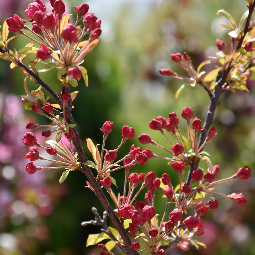 Coralburst Flowering Crab - Image 3