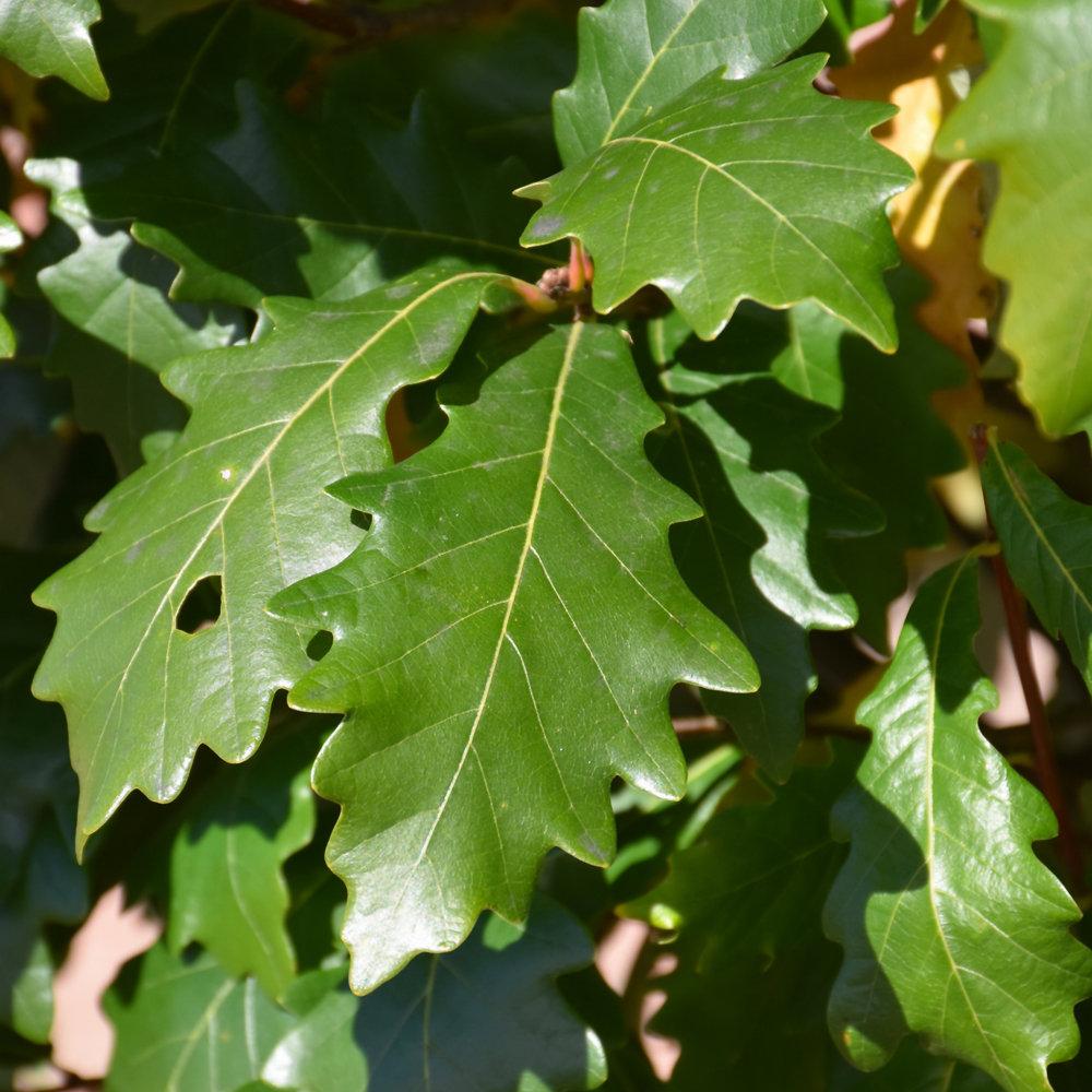 Kindred Spirit Oak - Image 2
