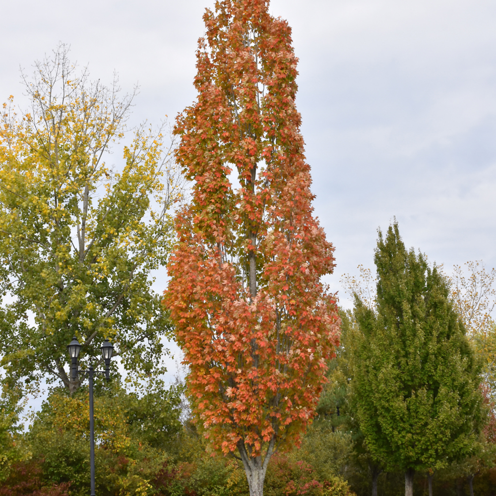 Armstrong Maple - Image 3