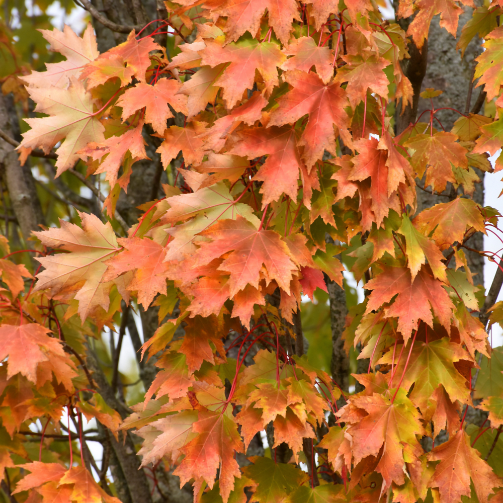 Armstrong Maple - Image 2