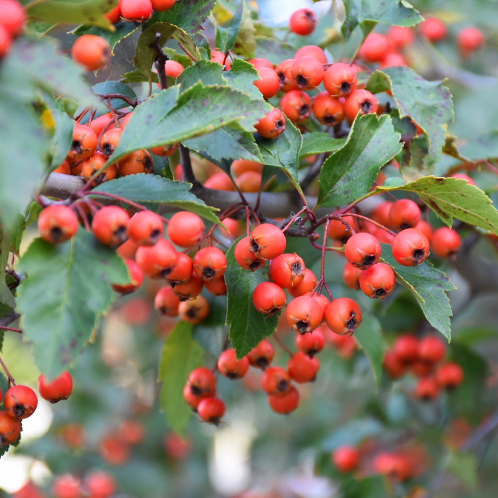 Winter King Hawthorn - Image 2
