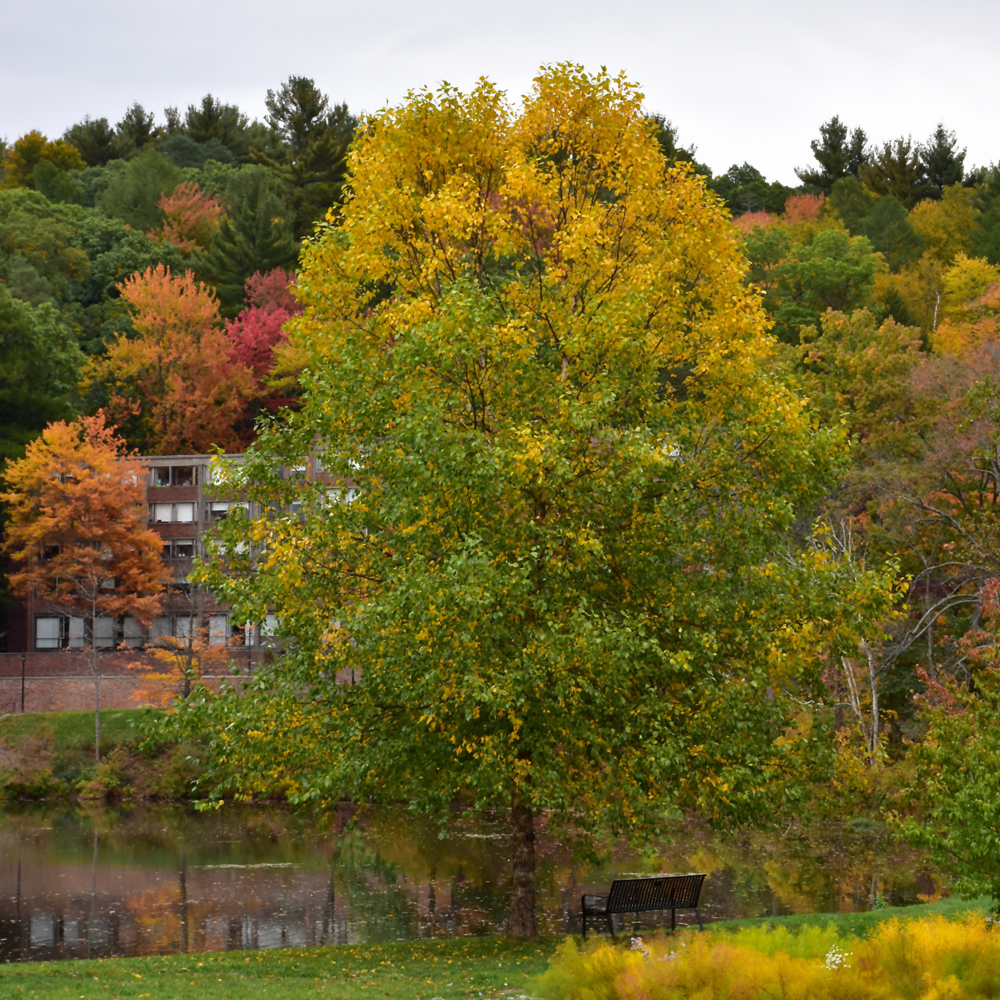 Heritage River Birch - Image 3