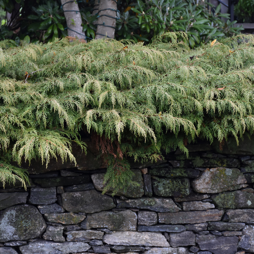 Russian Cypress - Image 2