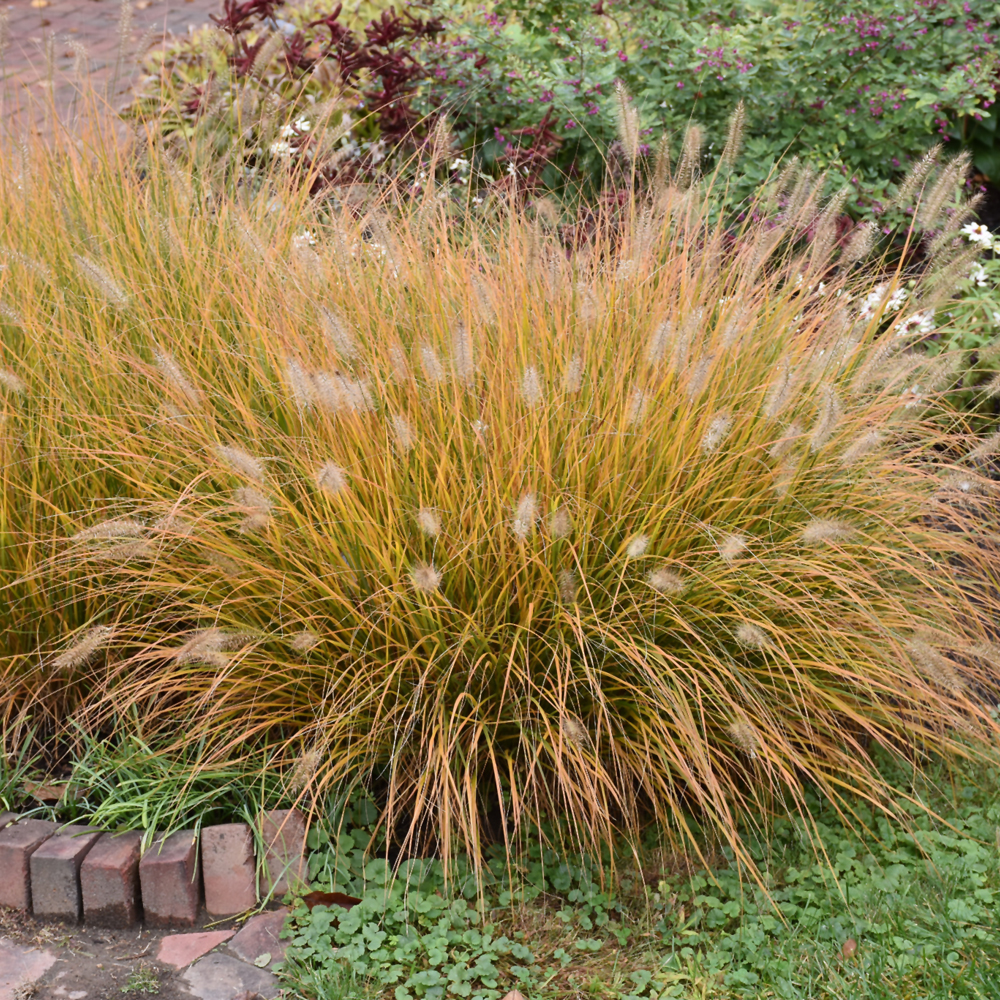 Hameln Dwarf Fountain Grass