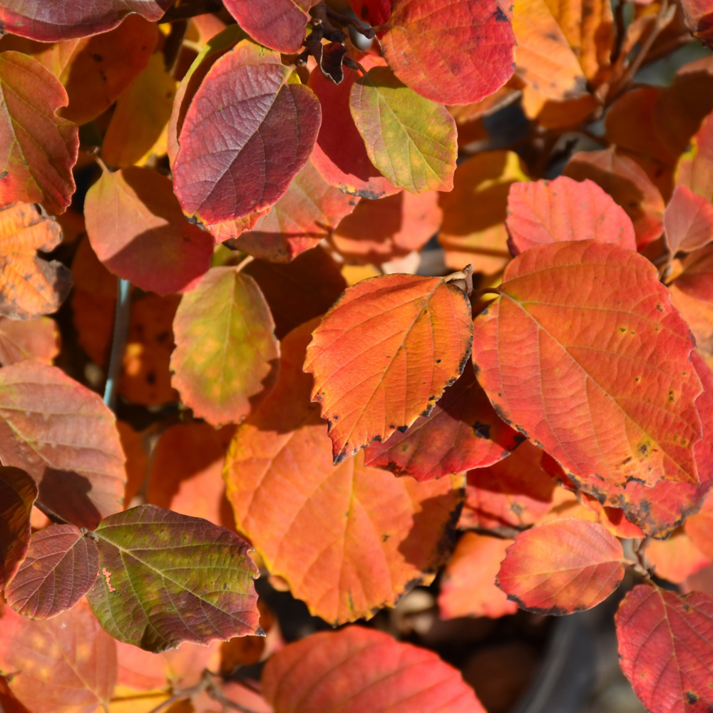 Mt. Airy Fothergilla - Image 3