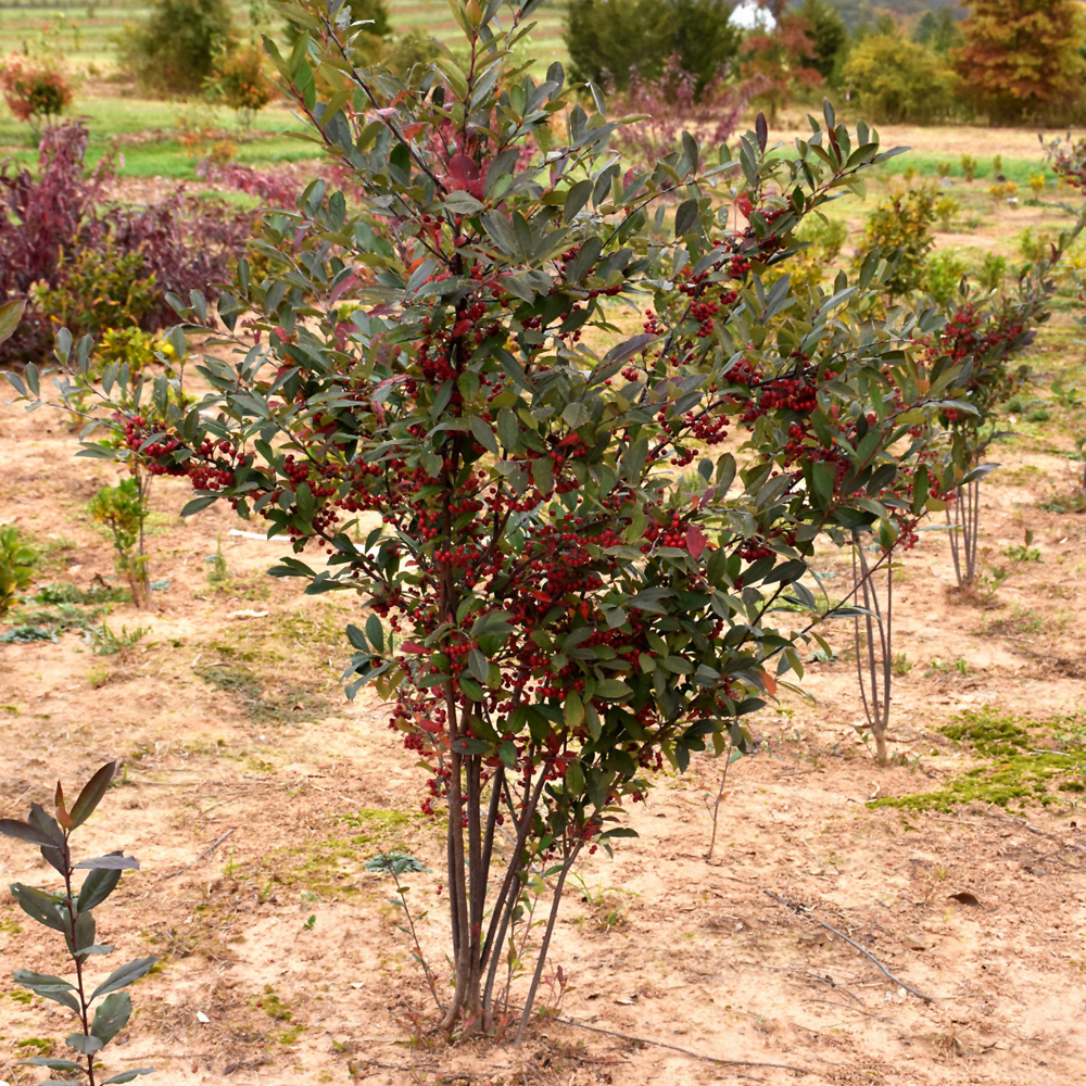 Brilliantissima Red Chokeberry - Image 3