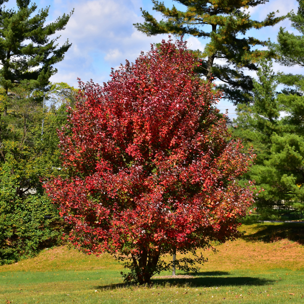 Redpointe Red Maple - Image 3