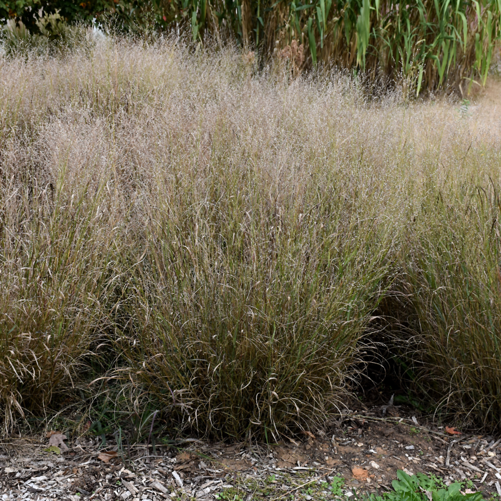 Shenandoah Reed Switch Grass