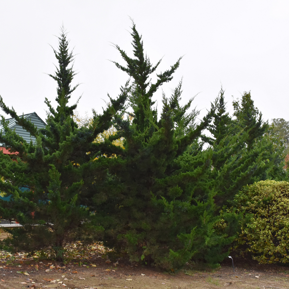 Canaertii Redcedar