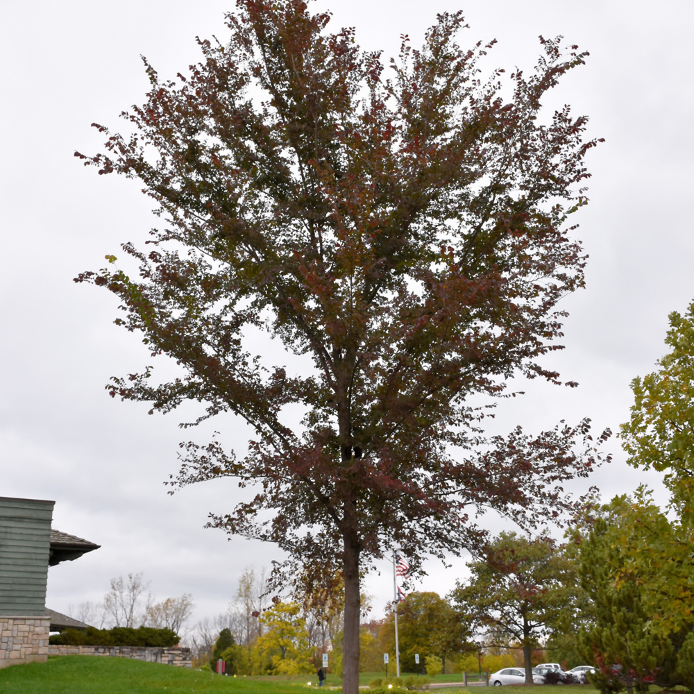 Frontier Elm - Image 2