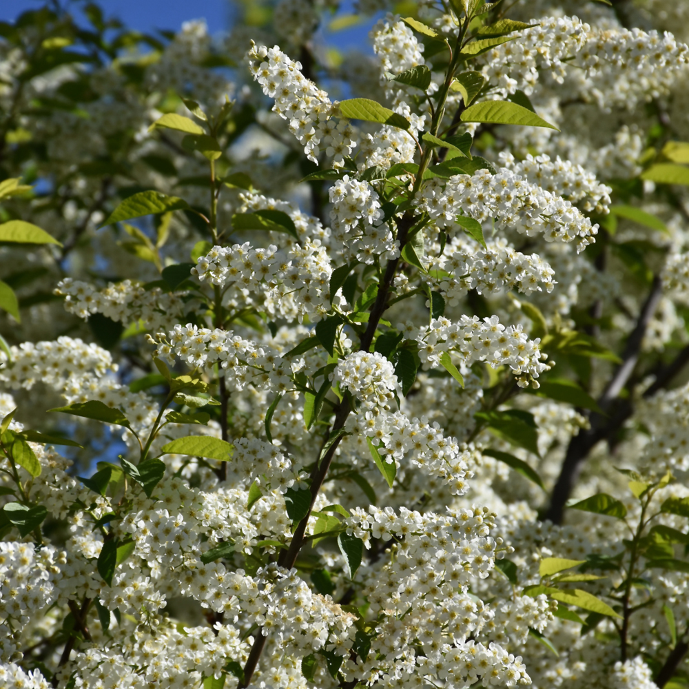 Canada Red Chokecherry - Image 2