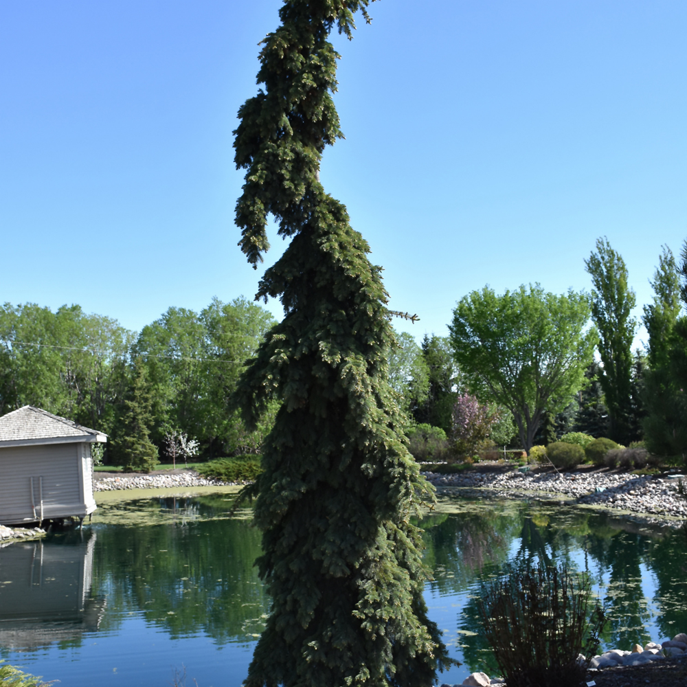 Weeping White Spruce - Image 3