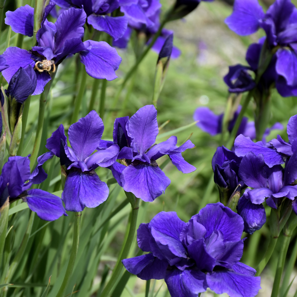 Caesar's Brother Siberian Iris - Image 2