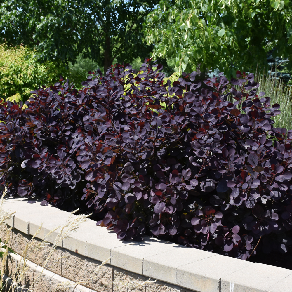 Royal Purple Smokebush - Image 2