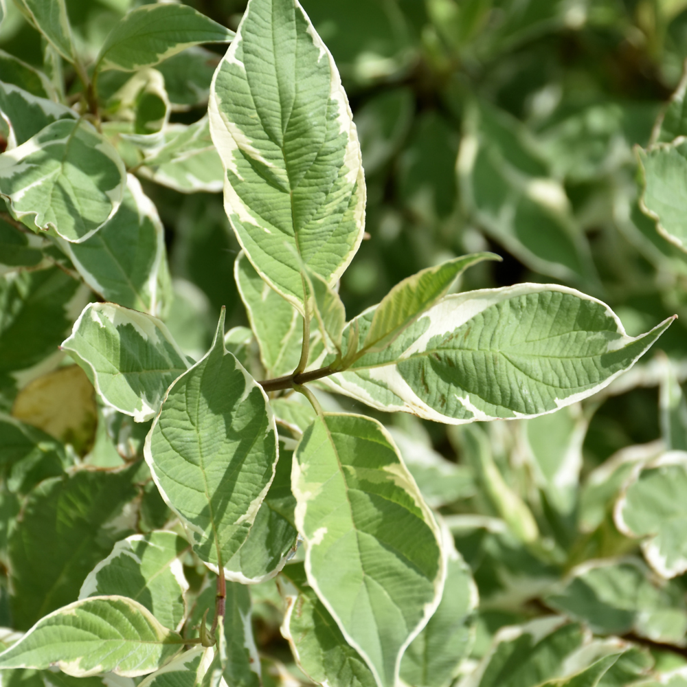 Silver Variegated Dogwood - Image 2