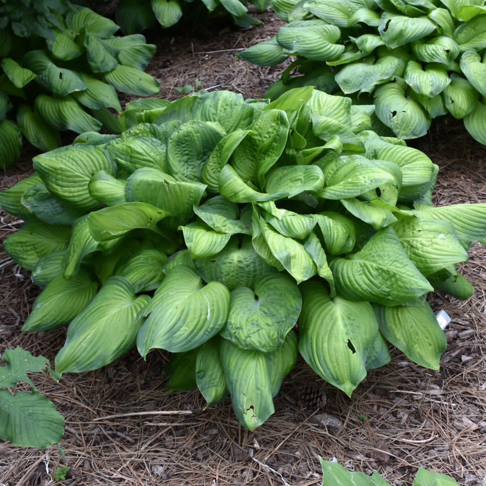 Guacamole Hosta - Image 2