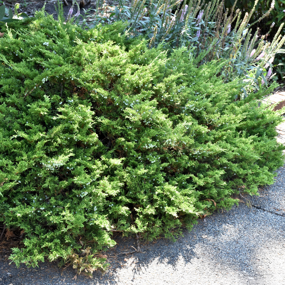 Buffalo Juniper