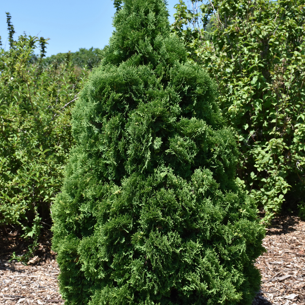 Holmstrup Arborvitae