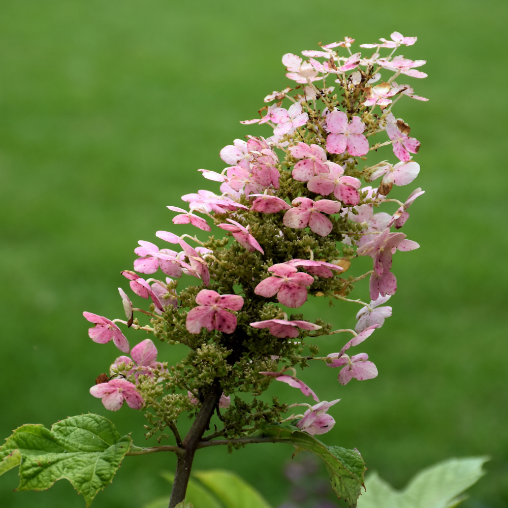 Pee Wee Hydrangea - Image 3