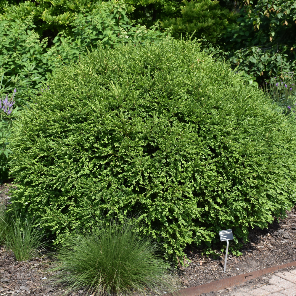 Green Gem Boxwood - Image 2