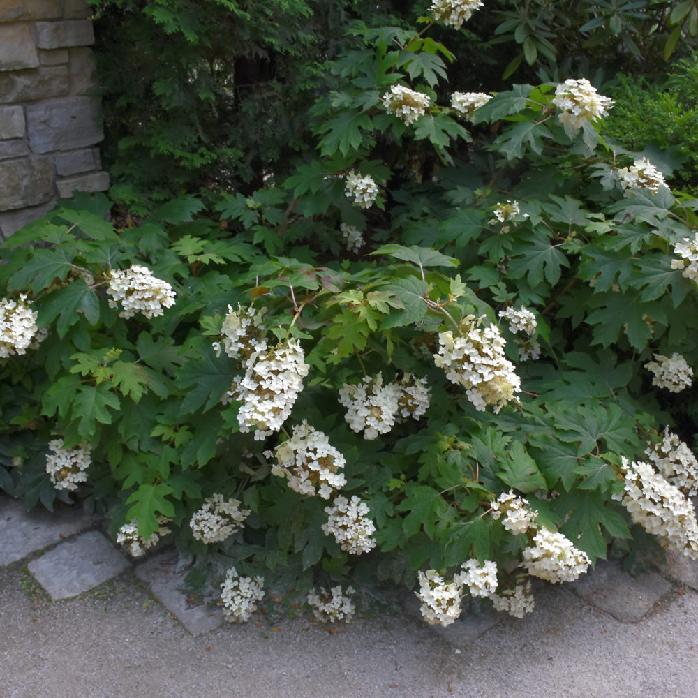 Pee Wee Hydrangea