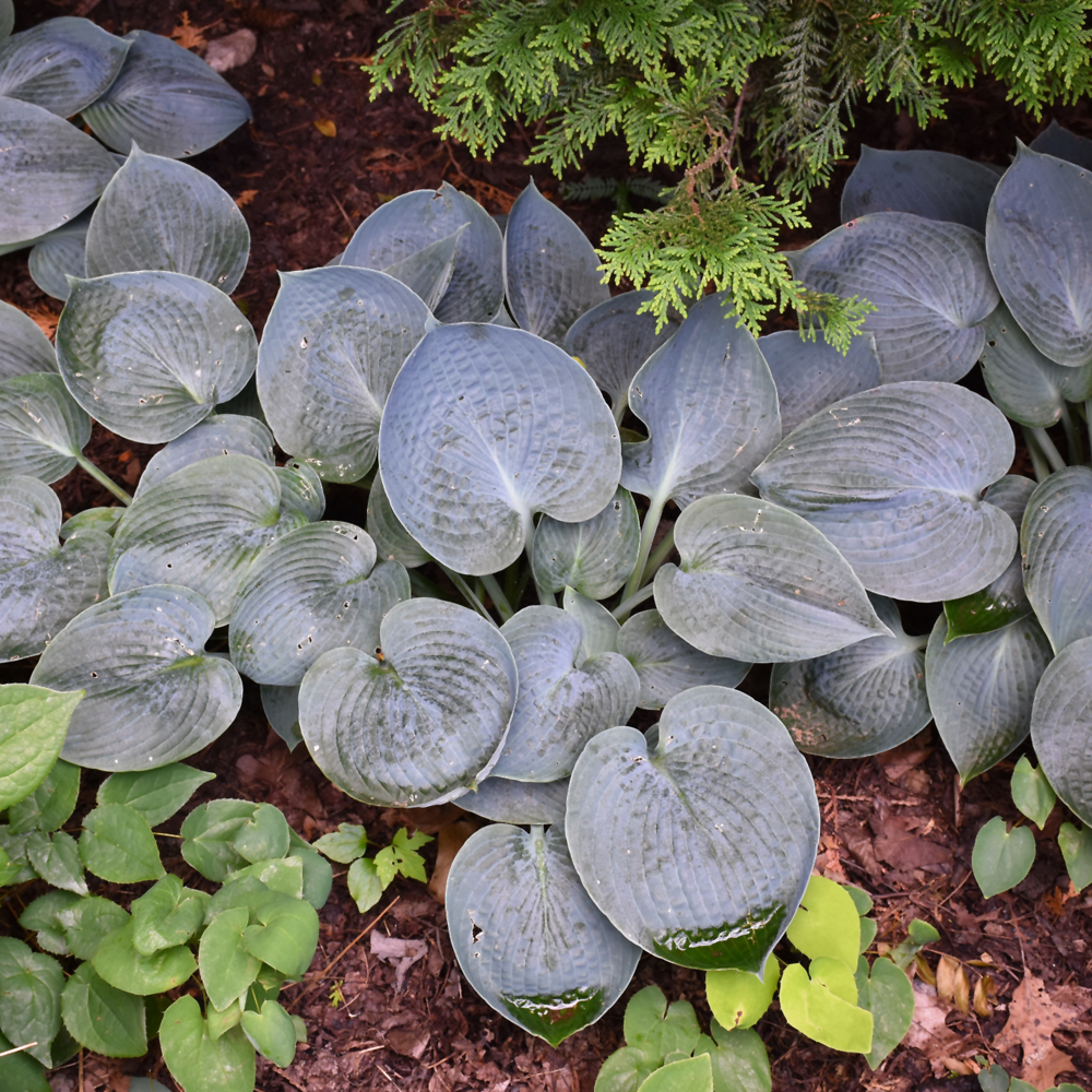 Hadspen Blue Hosta - Image 2