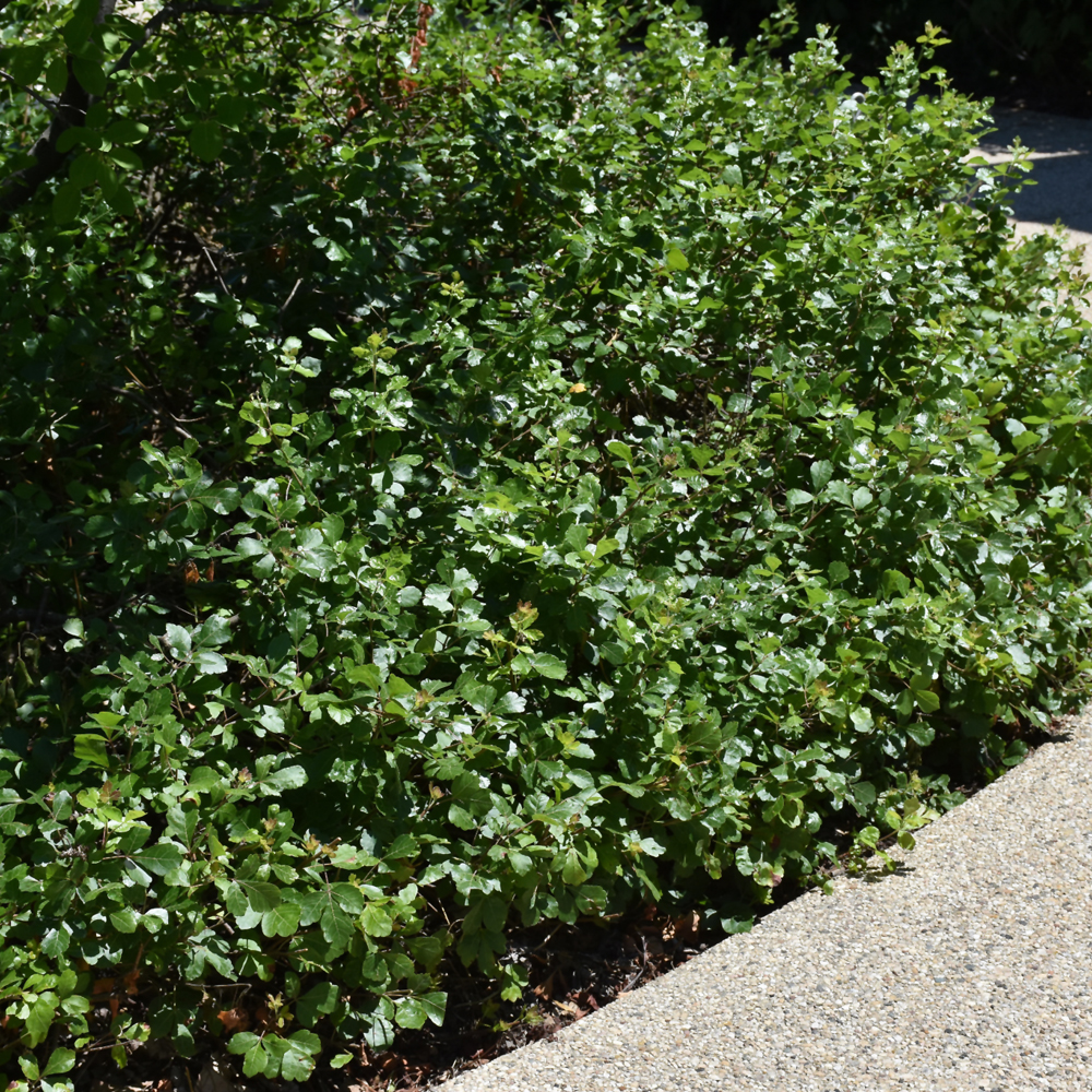 Gro-Low Fragrant Sumac