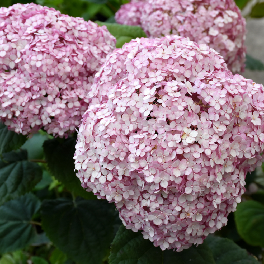 Invincibelle Spirit II Hydrangea - Image 2