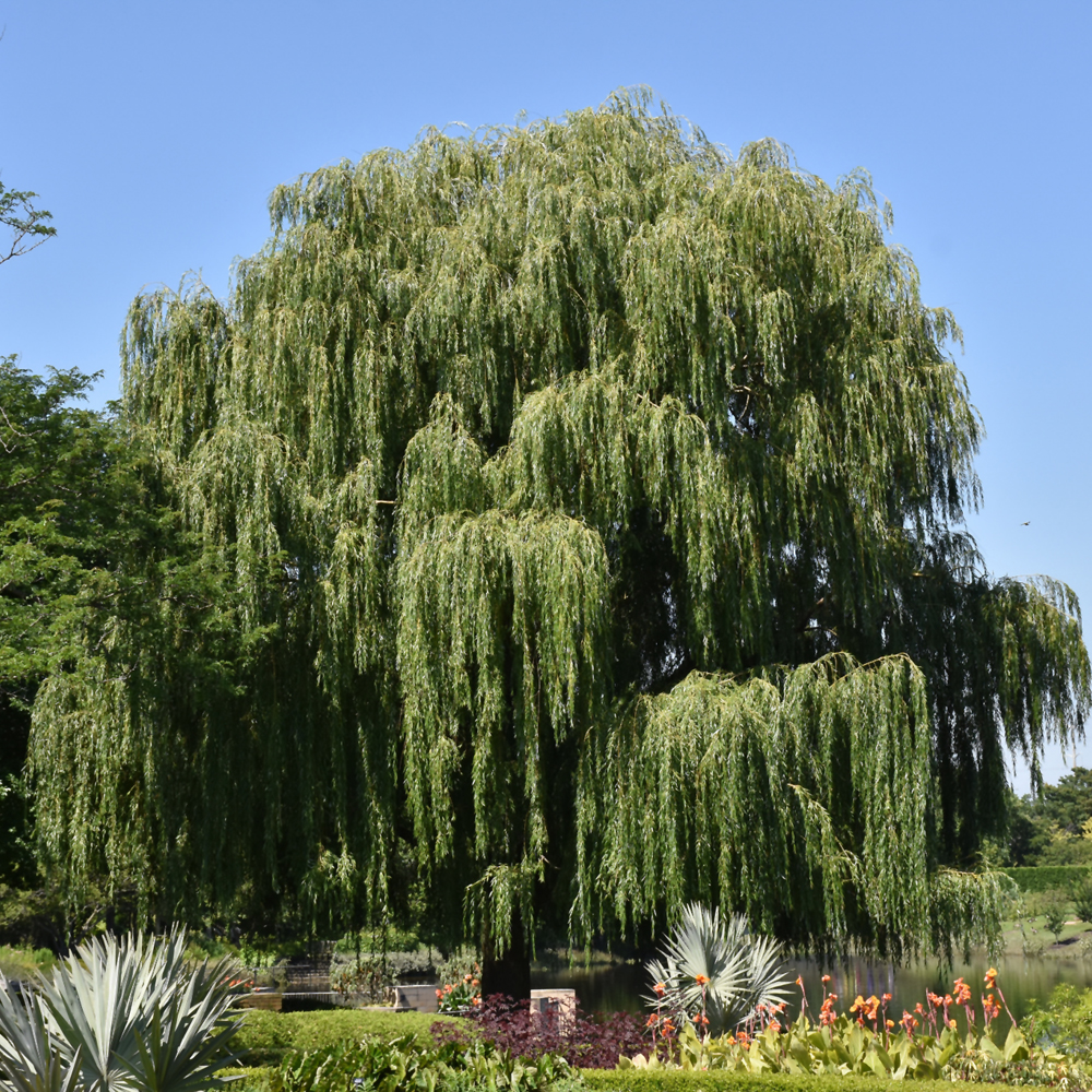Babylon Weeping Willow