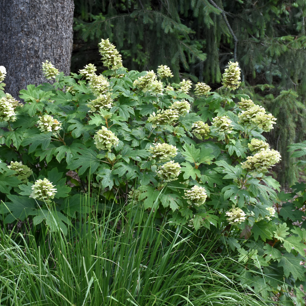 Alice Hydrangea - Image 2