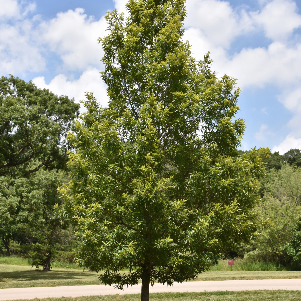 Sawtooth Oak