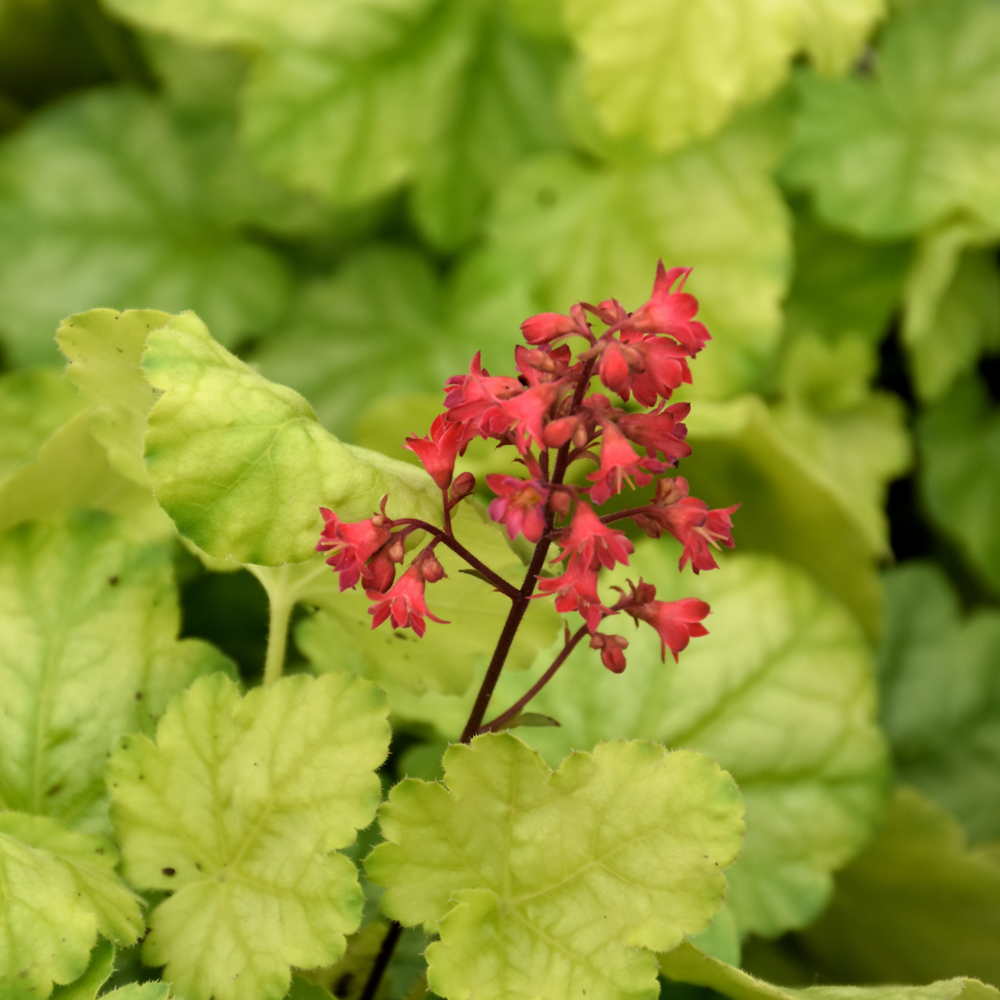 Tokyo Coral Bells