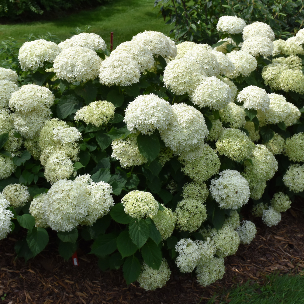 Invincibelle Limetta Hydrangea