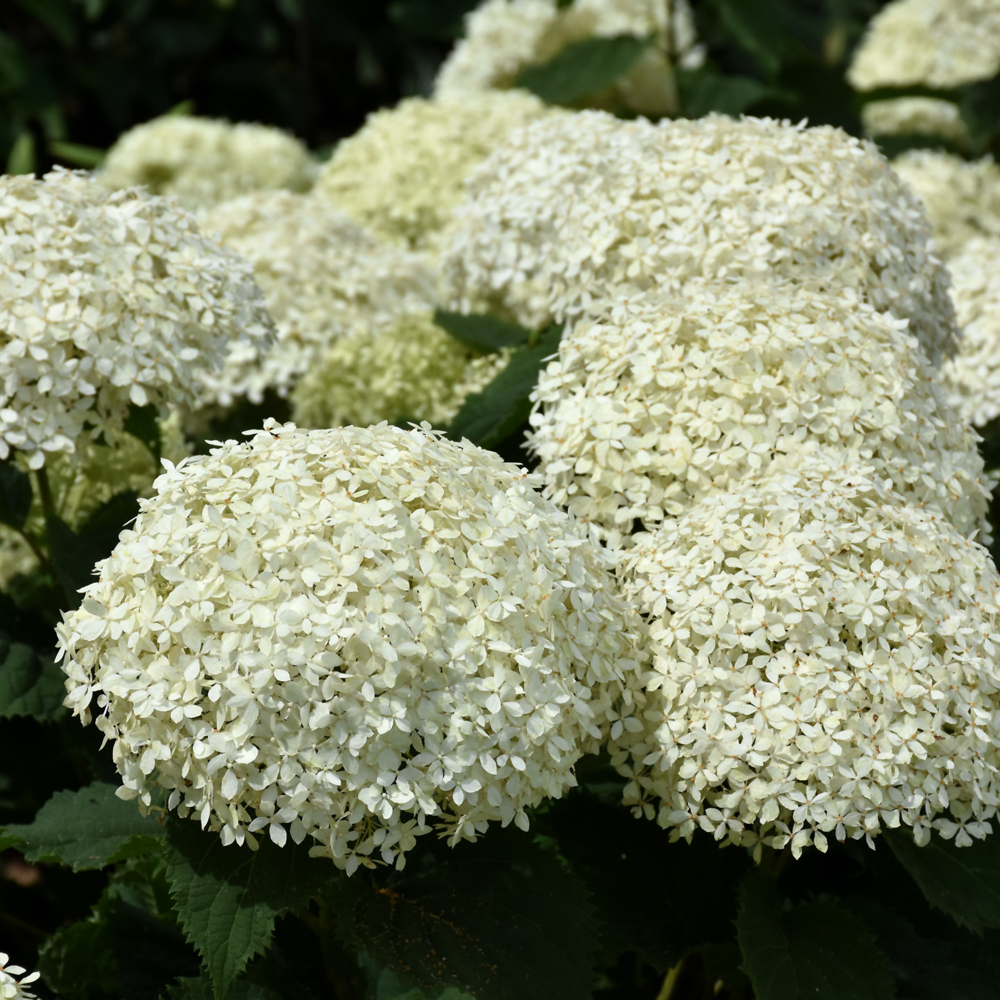 Invincibelle Limetta Hydrangea - Image 2