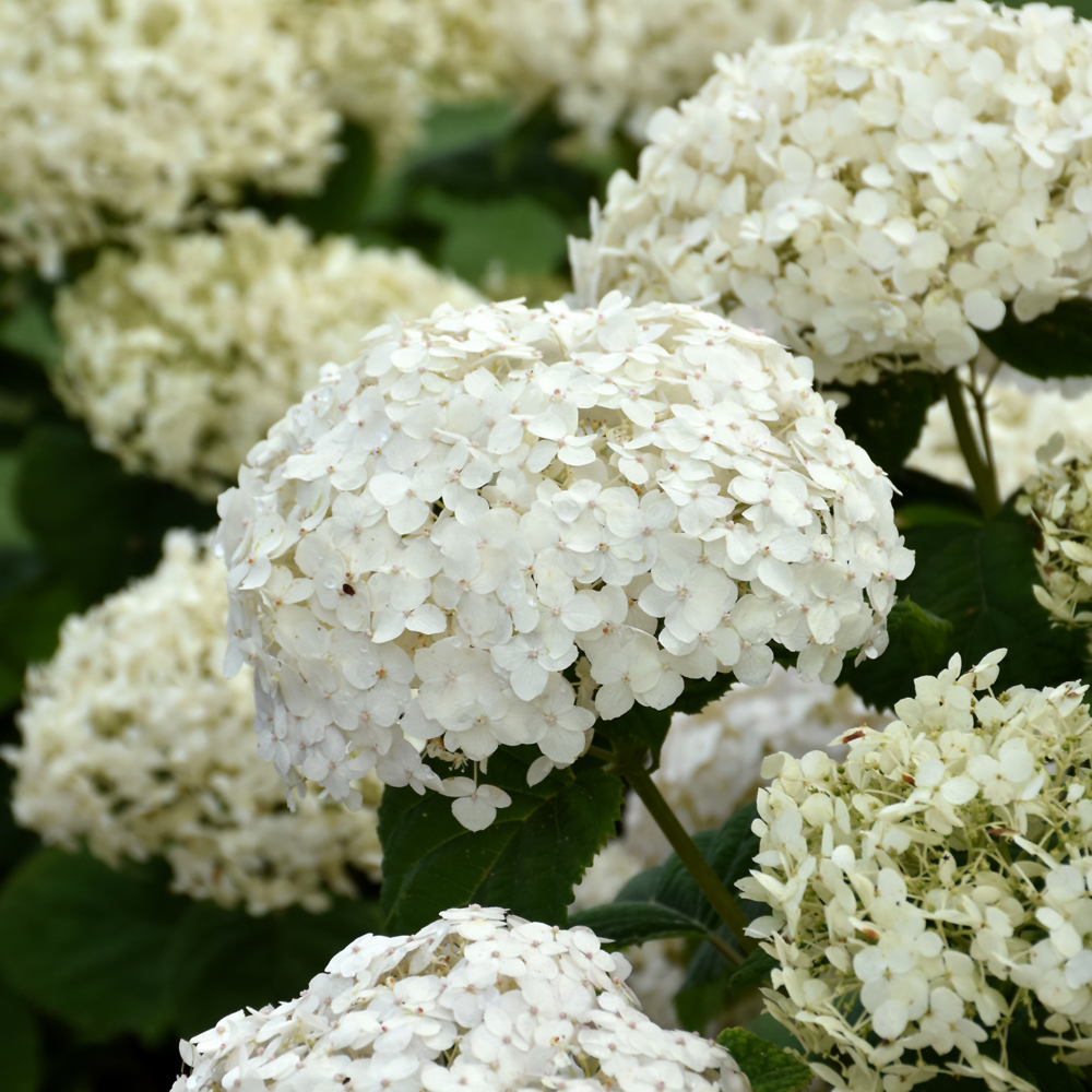 Invincibelle Wee White Hydrangea