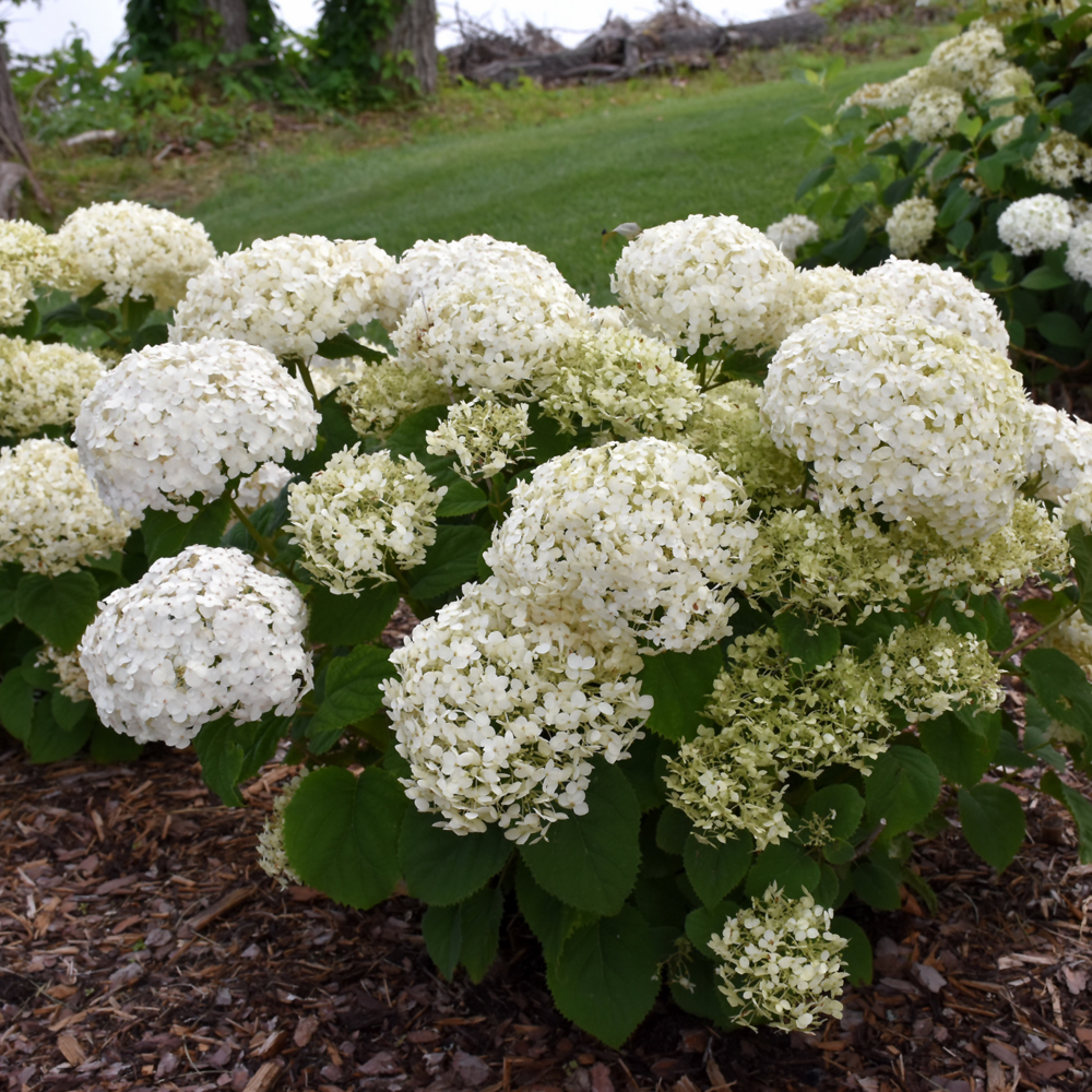 Invincibelle Wee White Hydrangea - Image 2