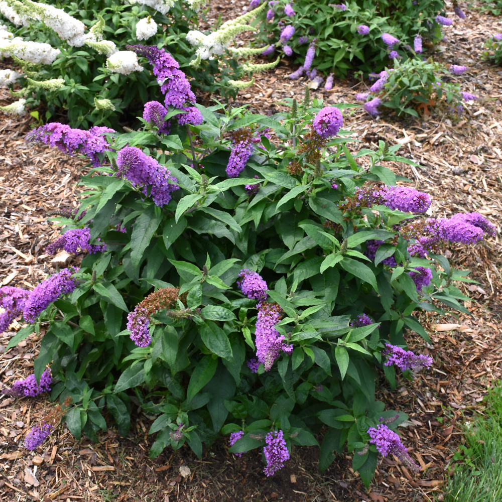Pugster Periwinkle Butterfly Bush - Image 2