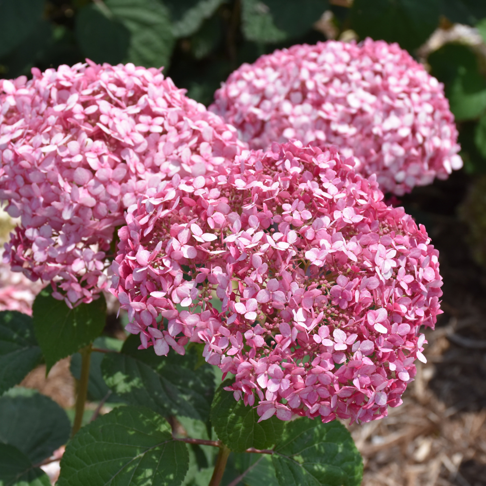 Invincibelle Spirit II Hydrangea