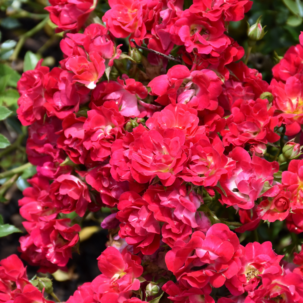 Red Drift Rose