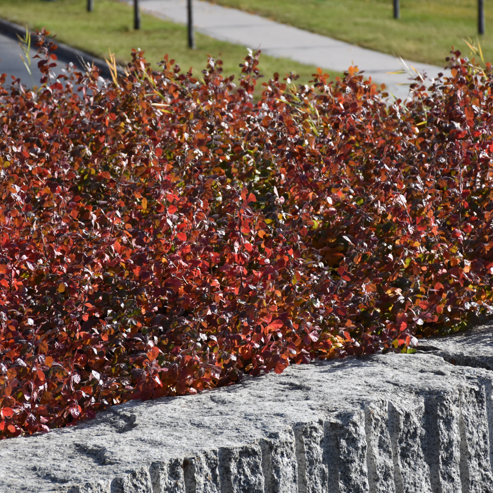 Gro-Low Fragrant Sumac - Image 3