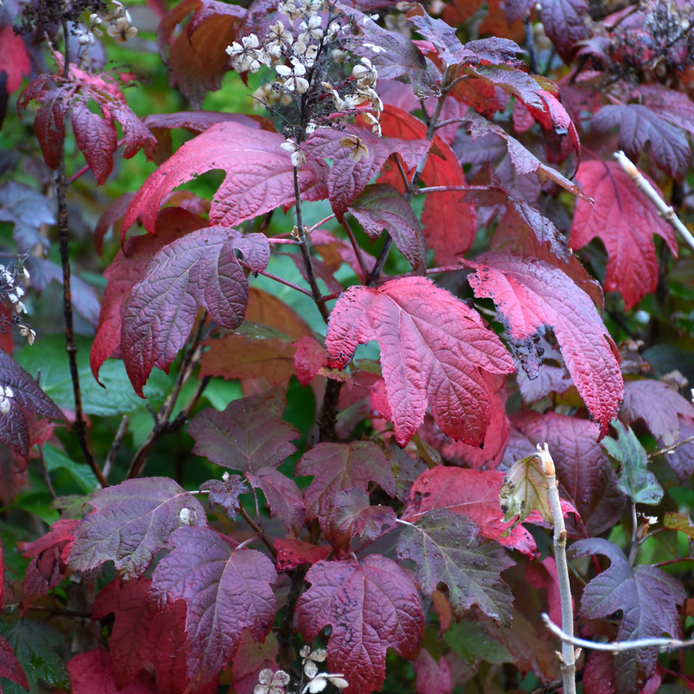 Alice Hydrangea - Image 3