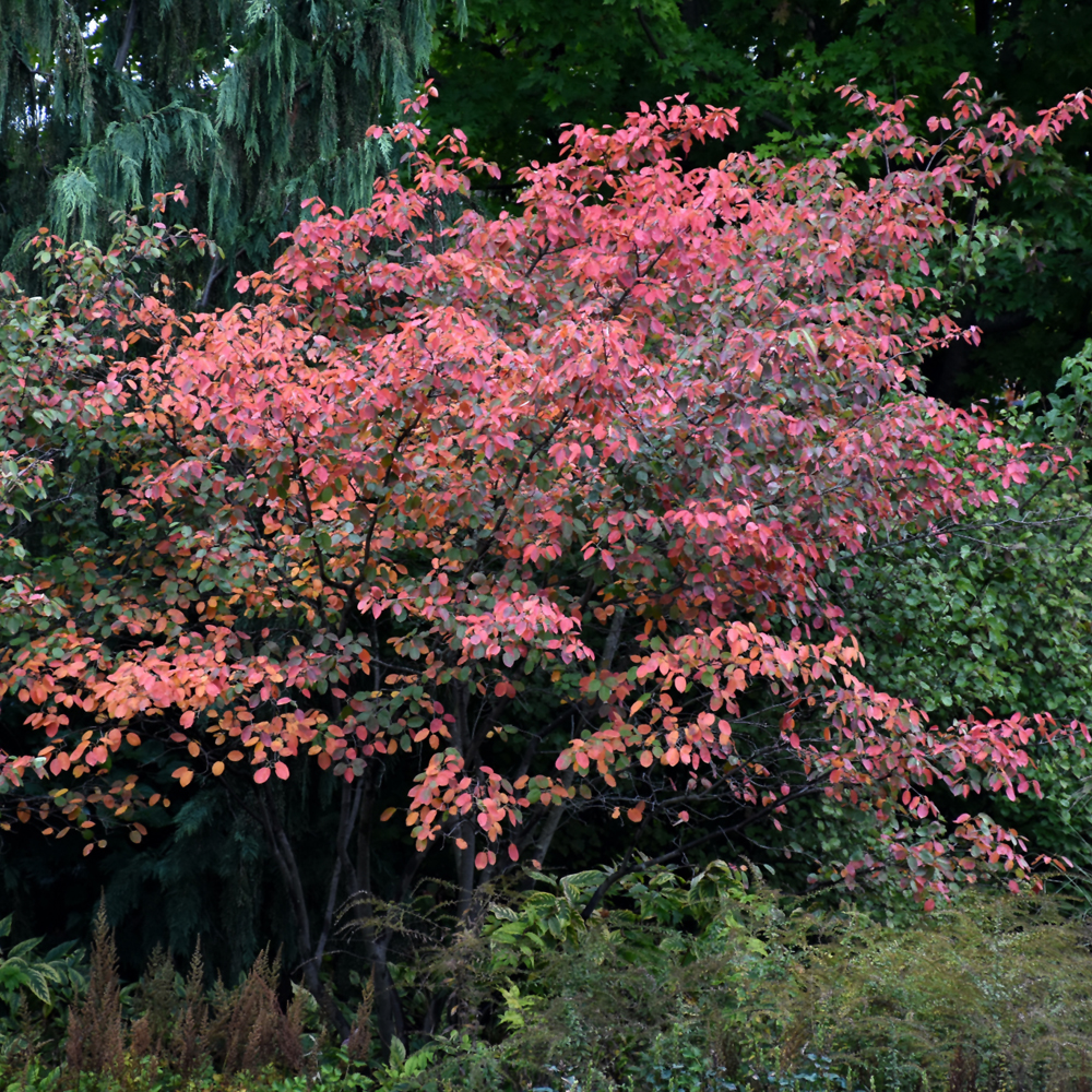 Autumn Brilliance Serviceberry - Image 3