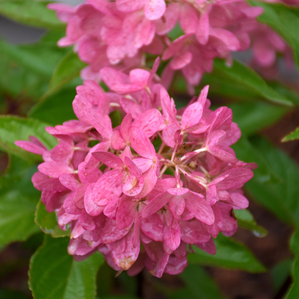 Zinfin Doll Hydrangea - Image 3