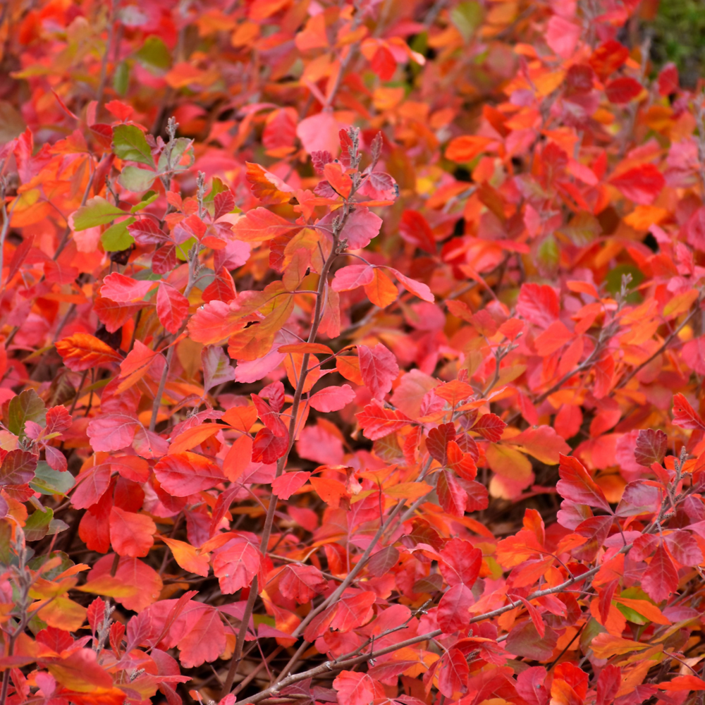 Gro-Low Fragrant Sumac - Image 2